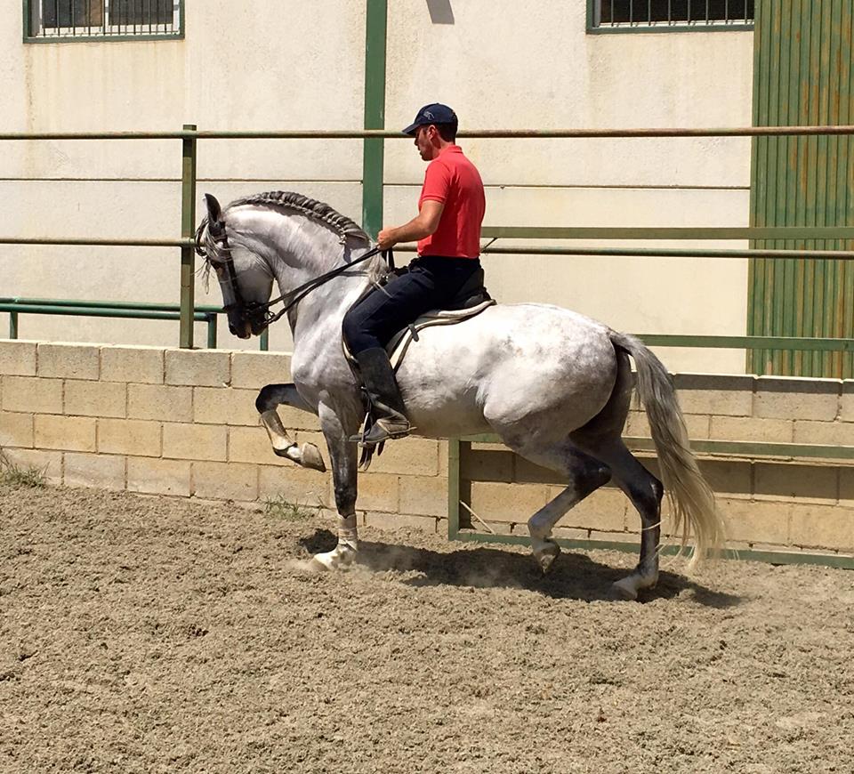Caballo en Venta