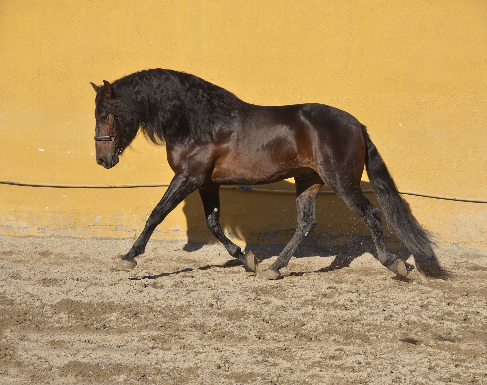 Caballo en Venta