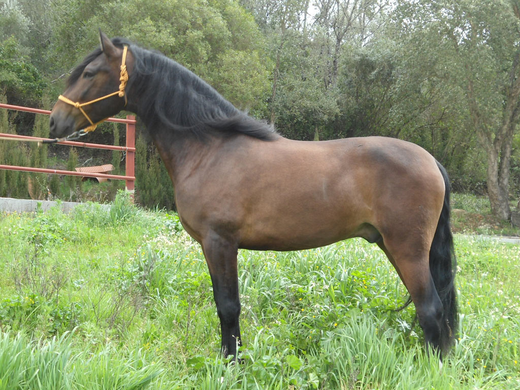 Caballo en Venta
