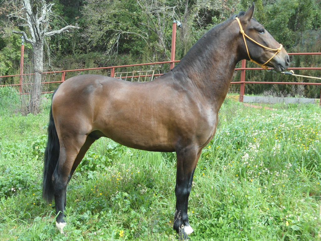 Caballo en Venta