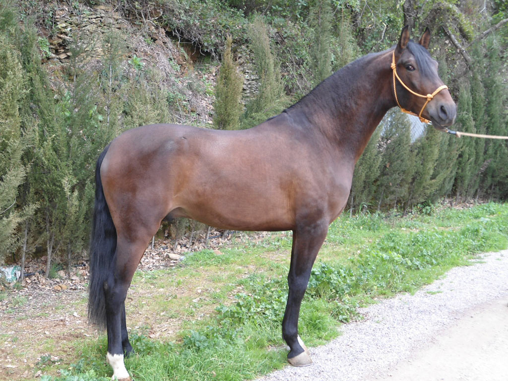 Caballo en Venta