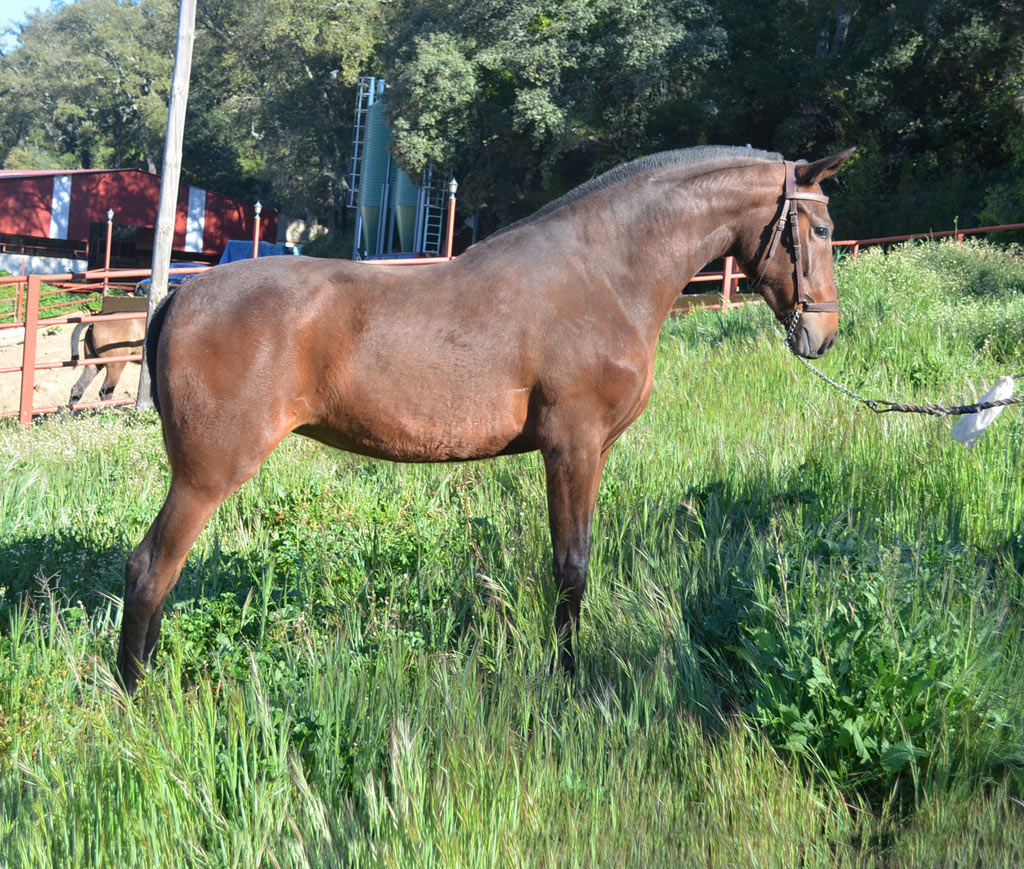 Caballo en Venta