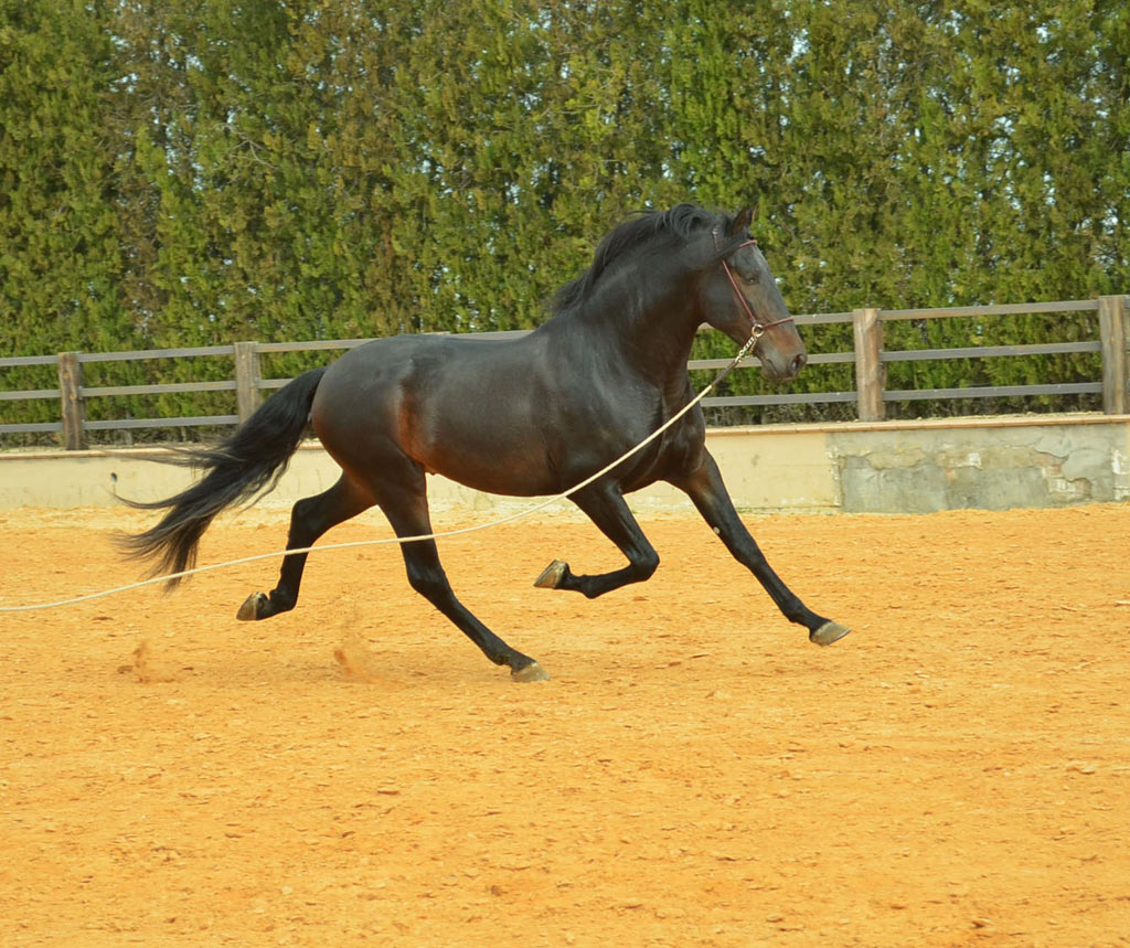 Listado de Caballos en Venta