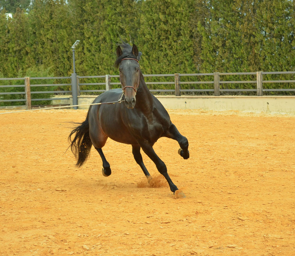 Caballo en Venta