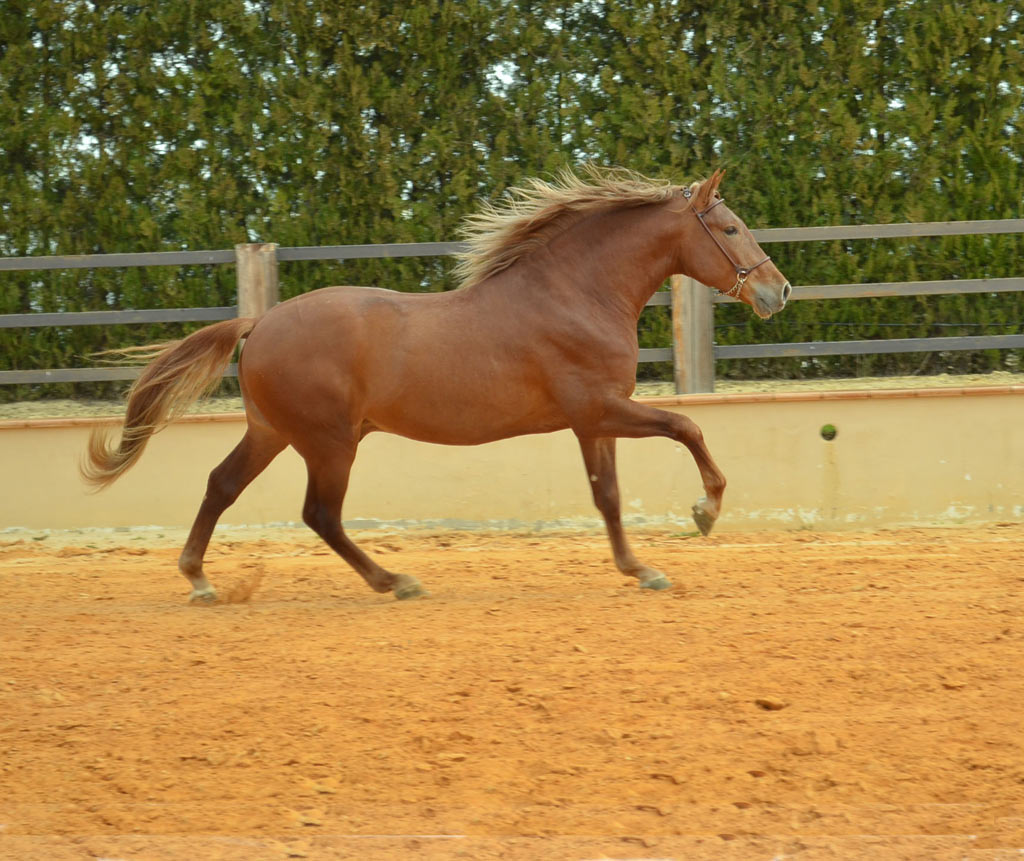 Listado de Caballos en Venta