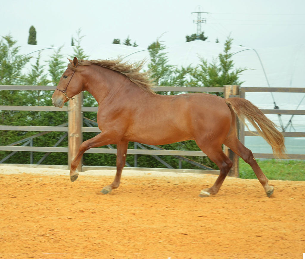 Listado de Caballos en Venta