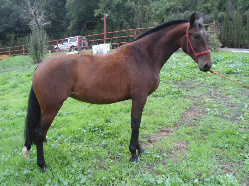Caballo en Venta