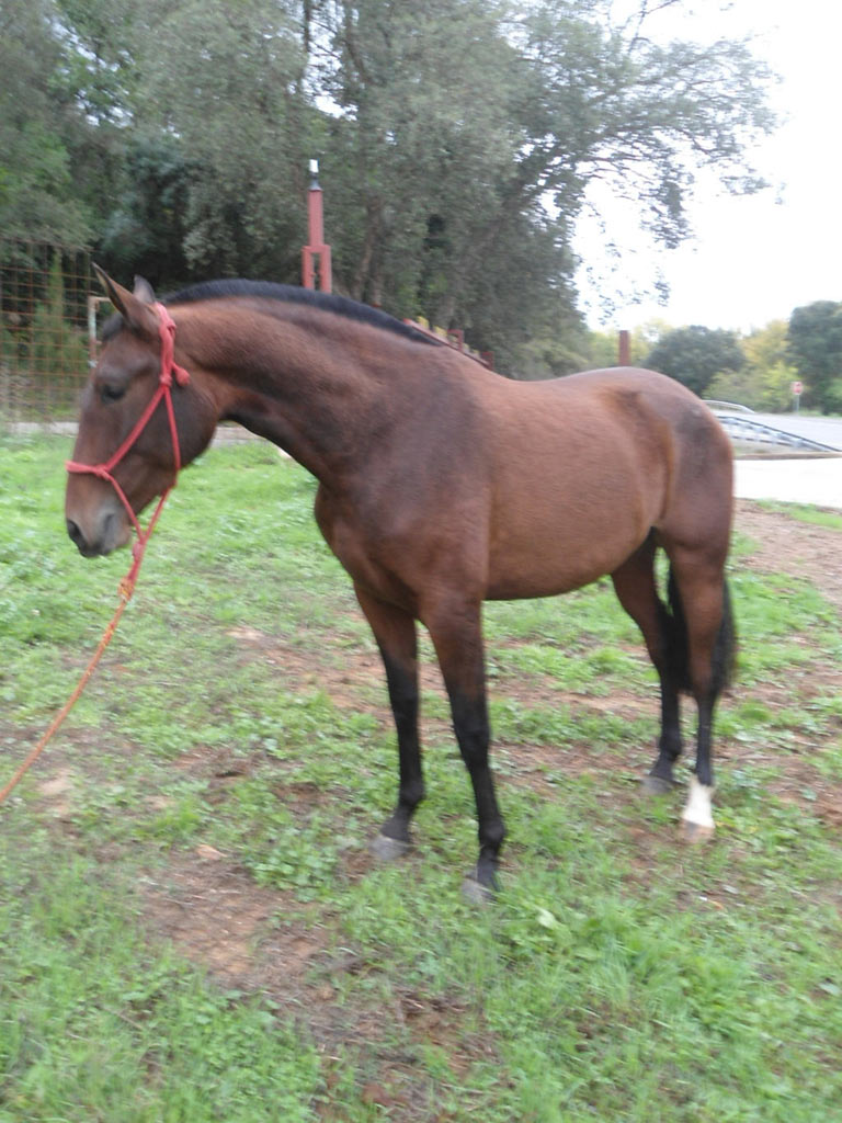 Caballo en Venta