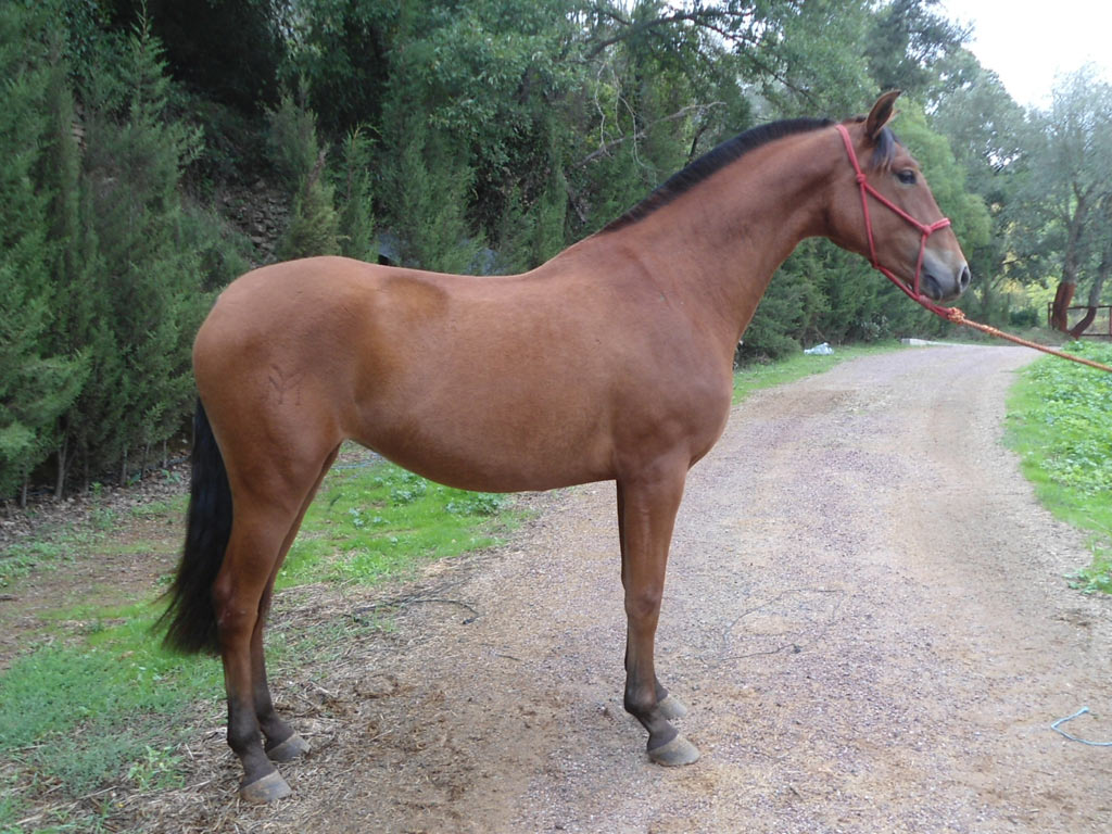 Caballo en Venta