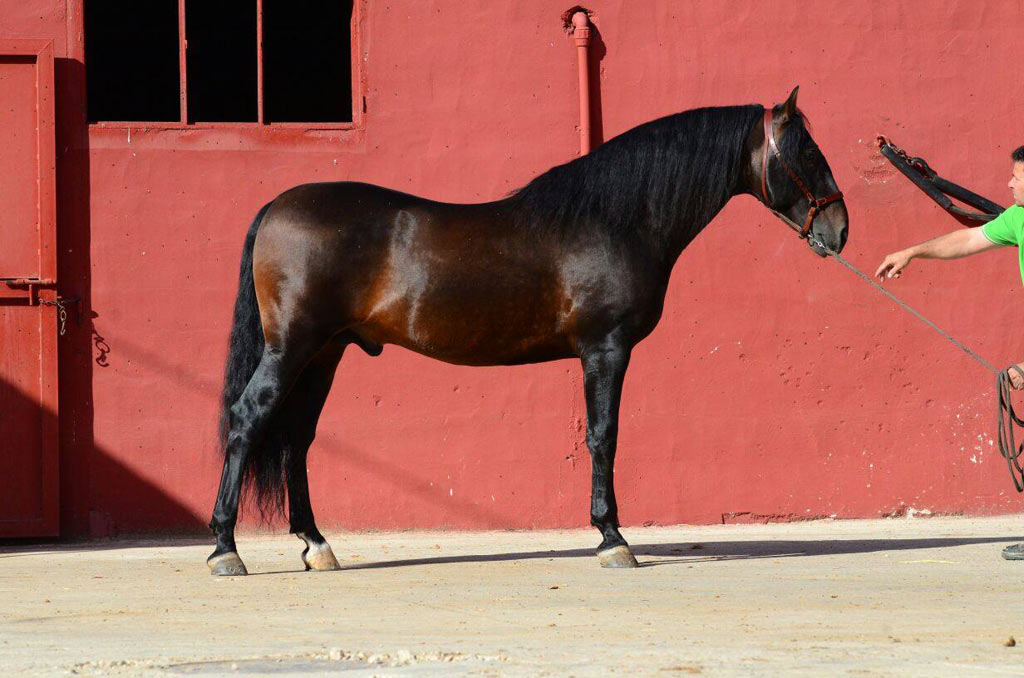 Listado de Caballos en Venta