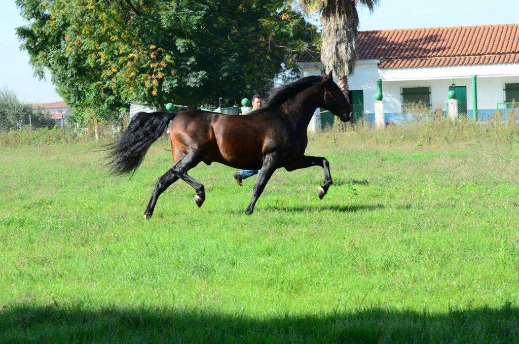 Listado de Caballos en Venta