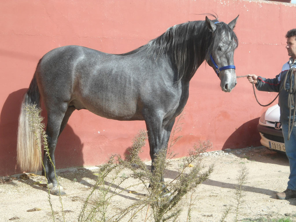 Listado de Caballos en Venta