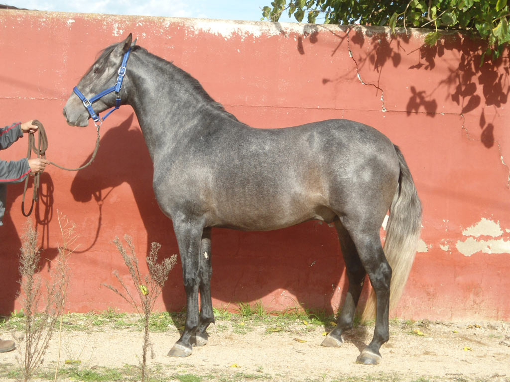 Listado de Caballos en Venta