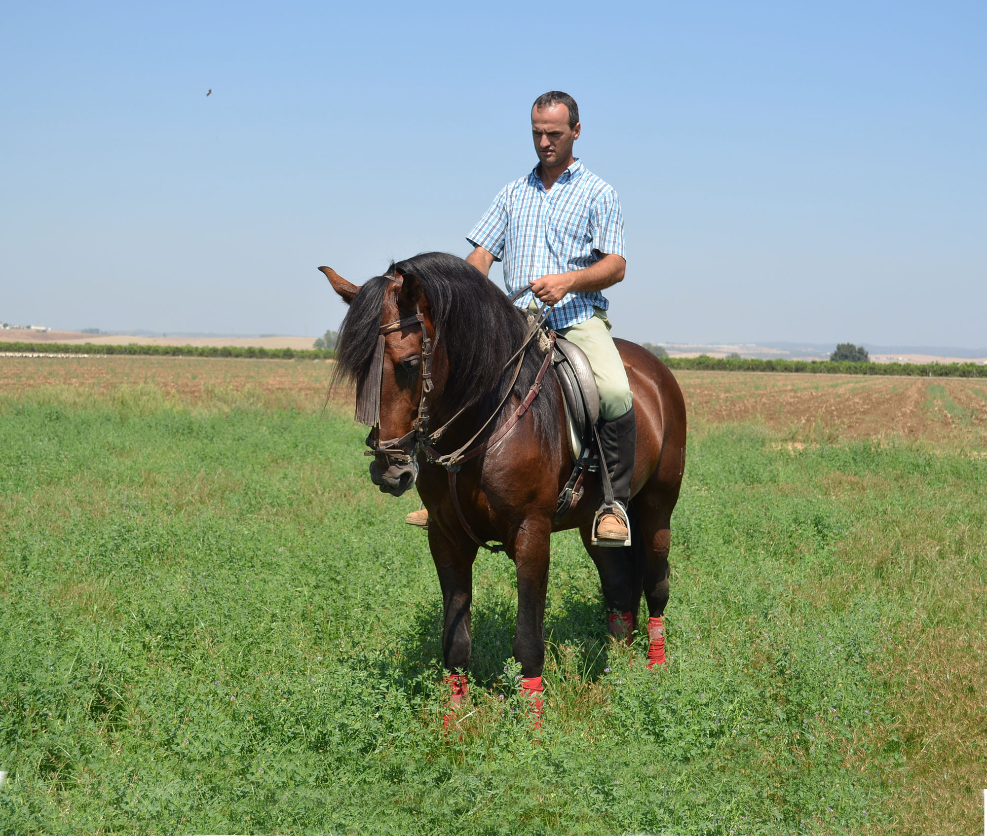 Listado de Caballos en Venta