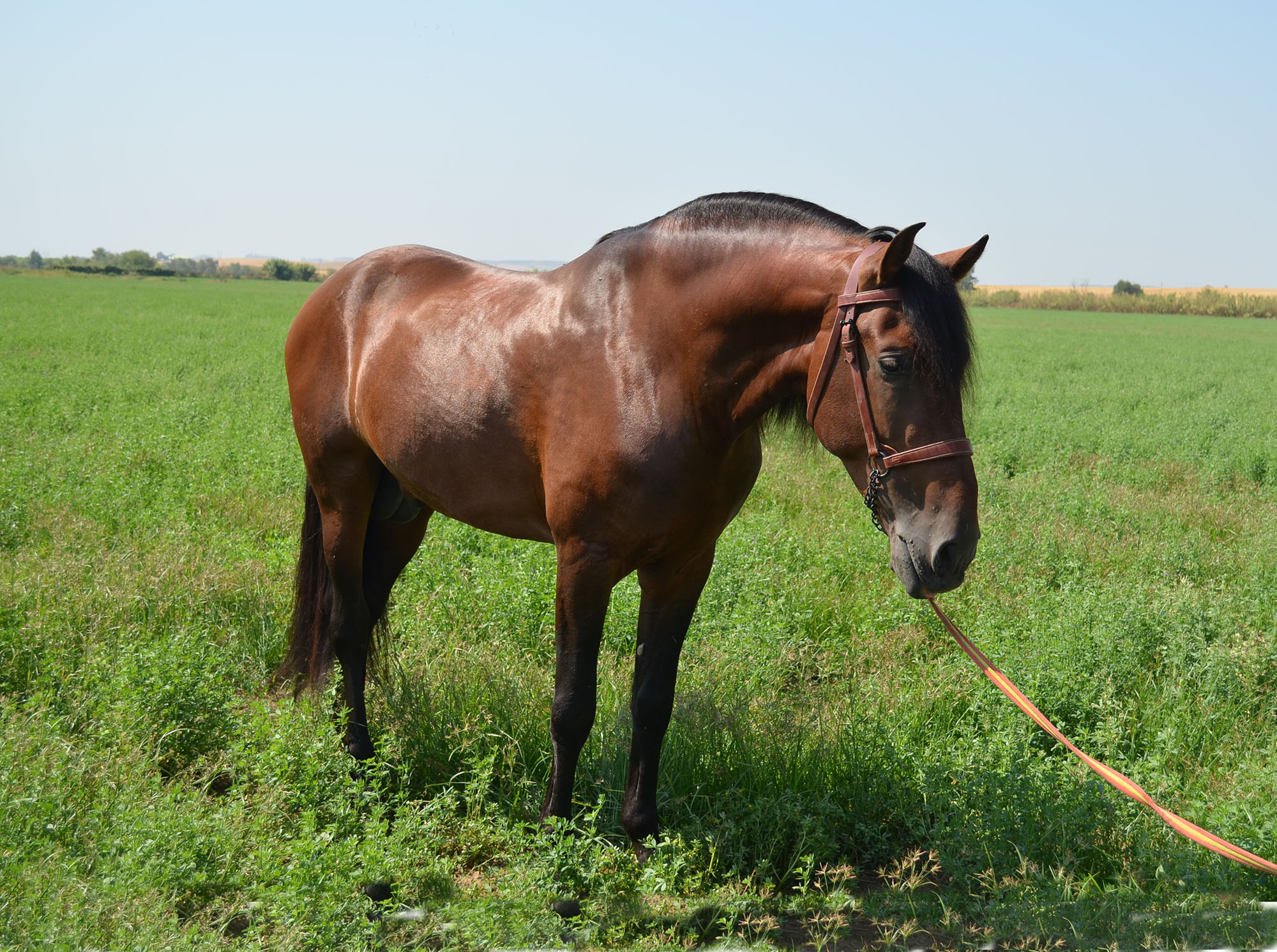 Comprar Caballo