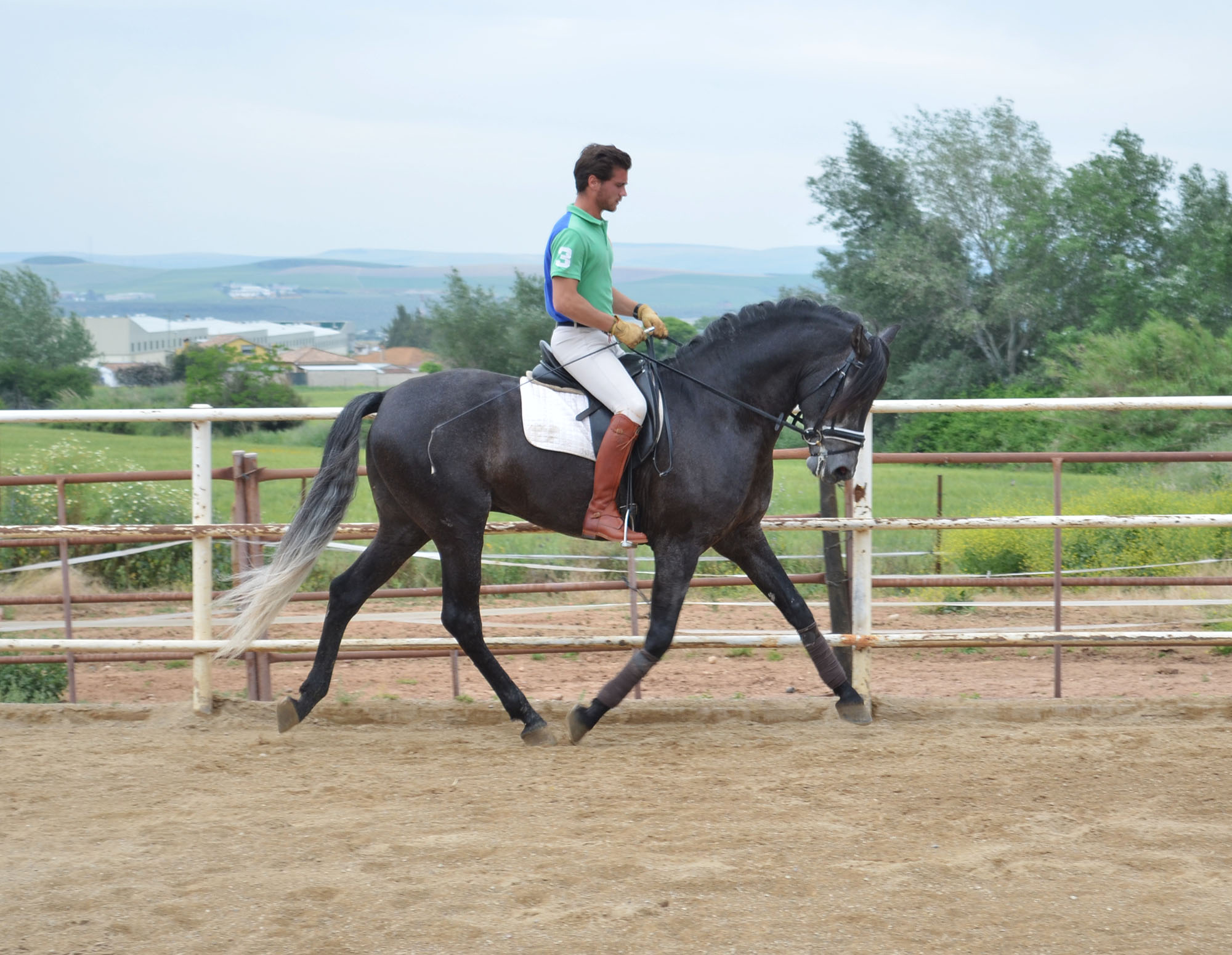 Listado de Caballos en Venta