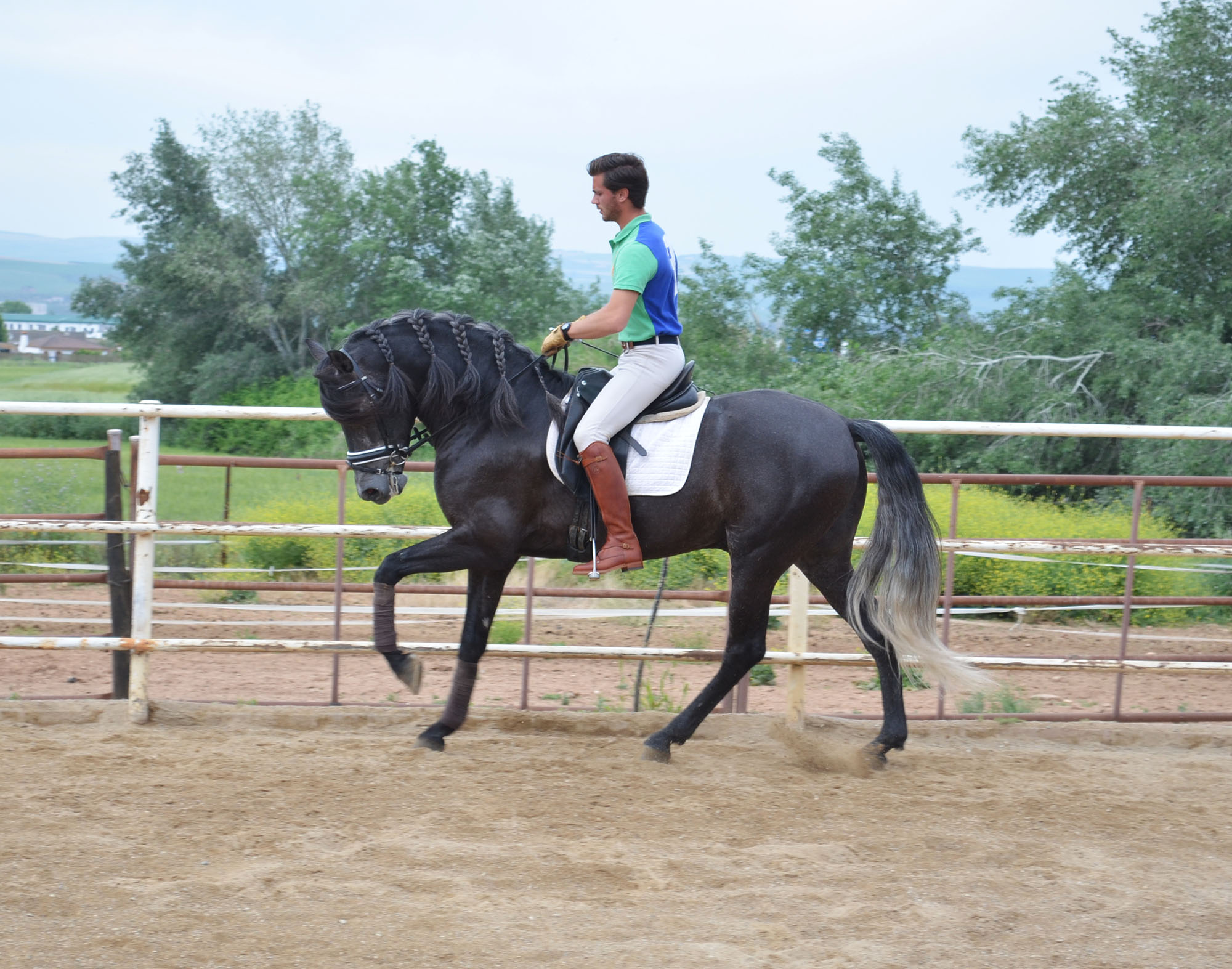 Caballo en Venta