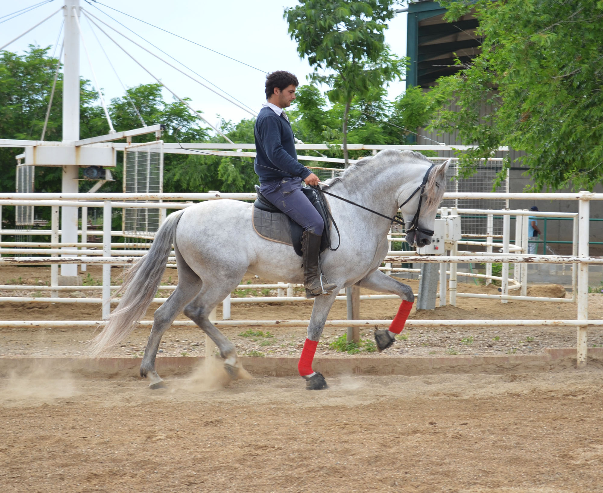 Listado de Caballos en Venta