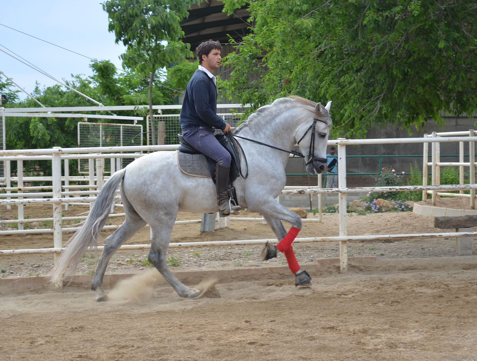 Listado de Caballos en Venta