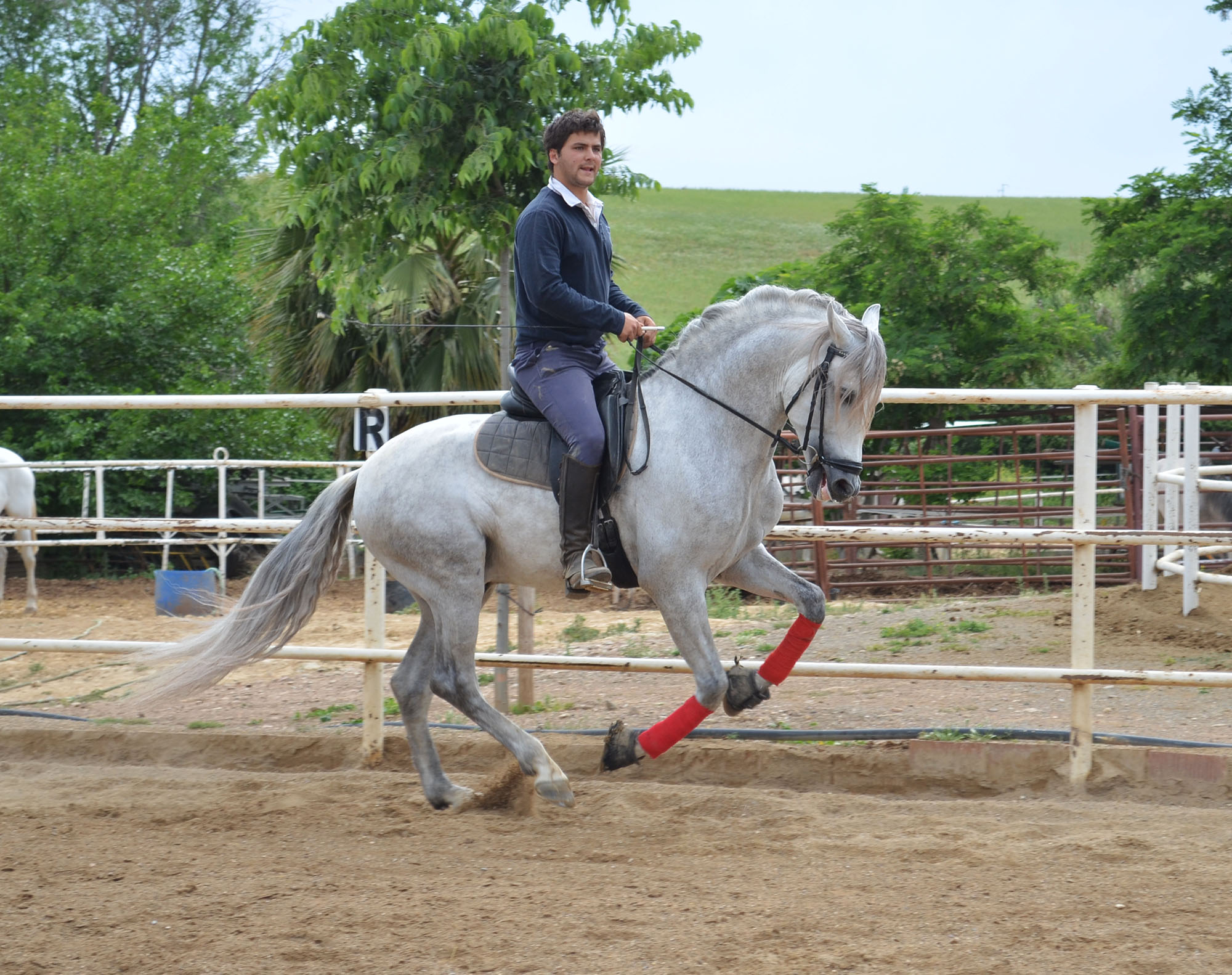 Caballo en Venta
