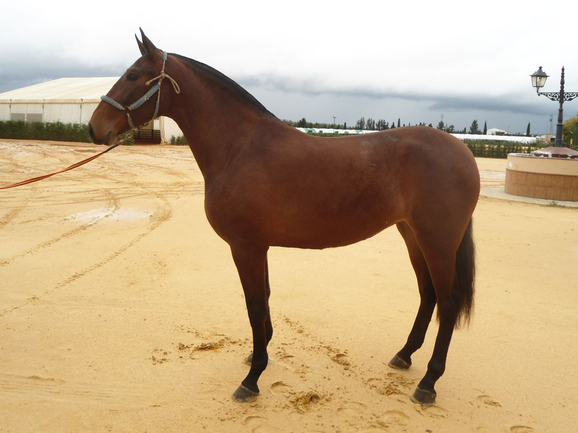 Caballo en Venta