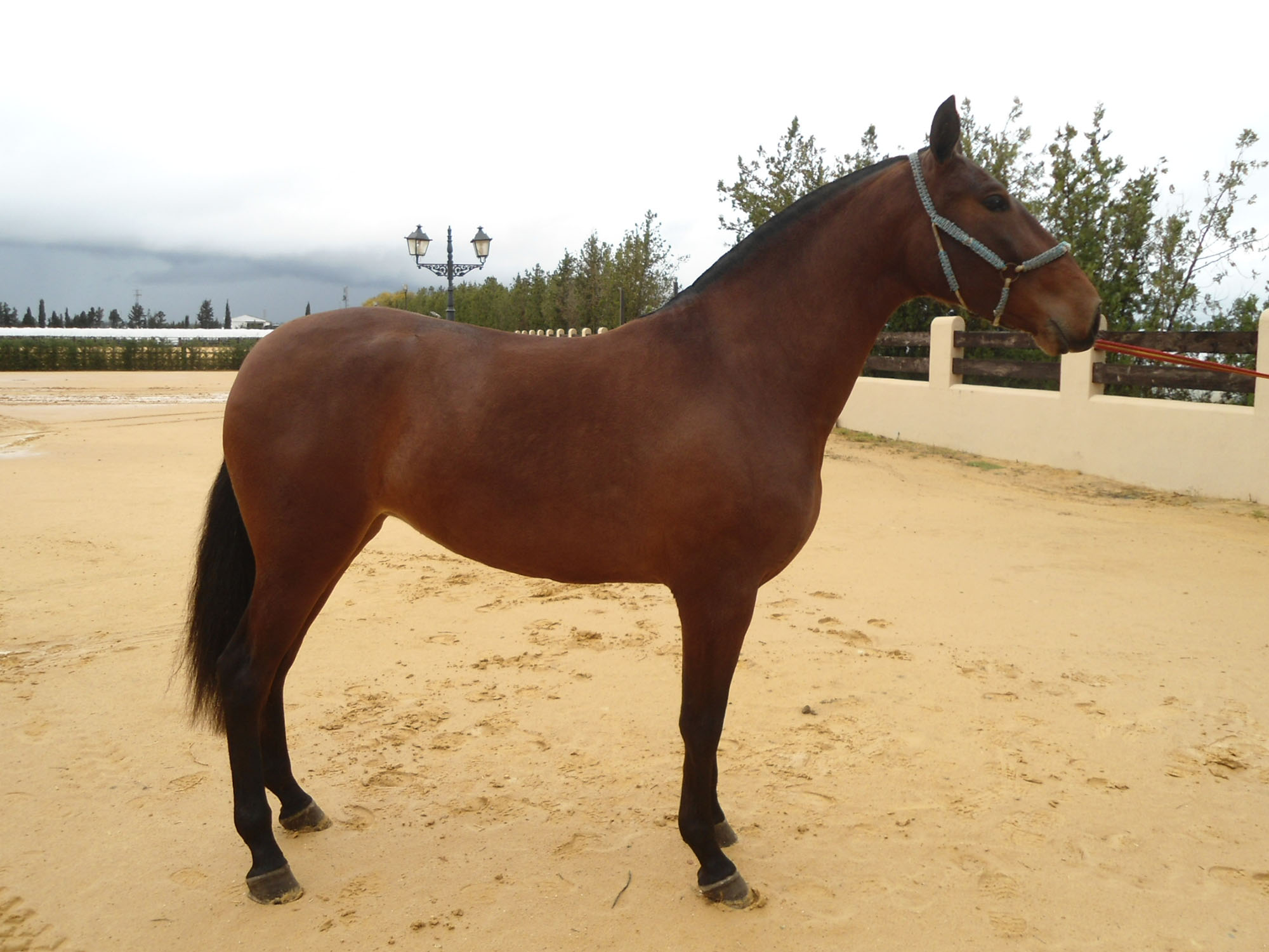 Caballo en Venta