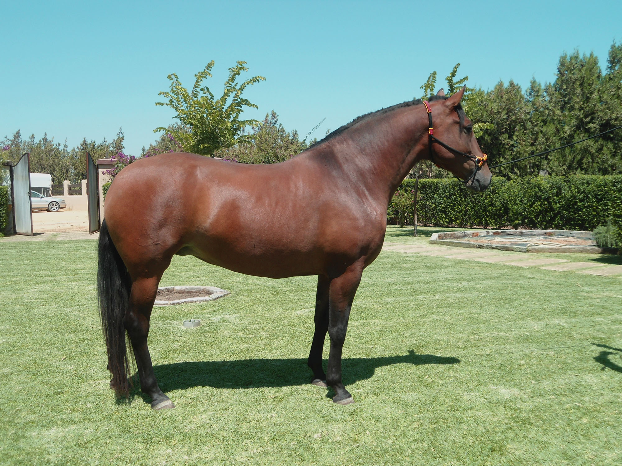 Caballo en Venta