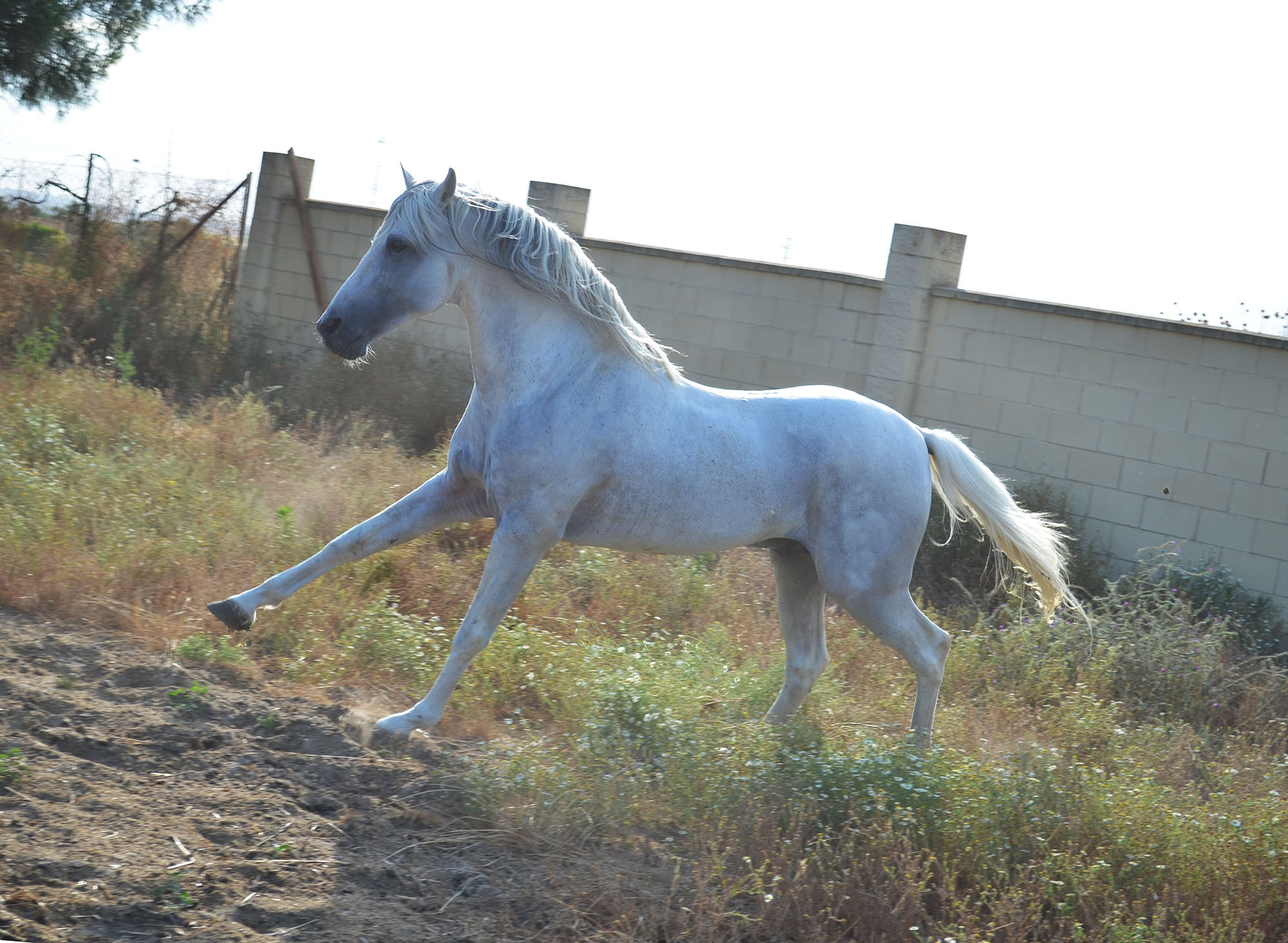 Listado de Caballos en Venta