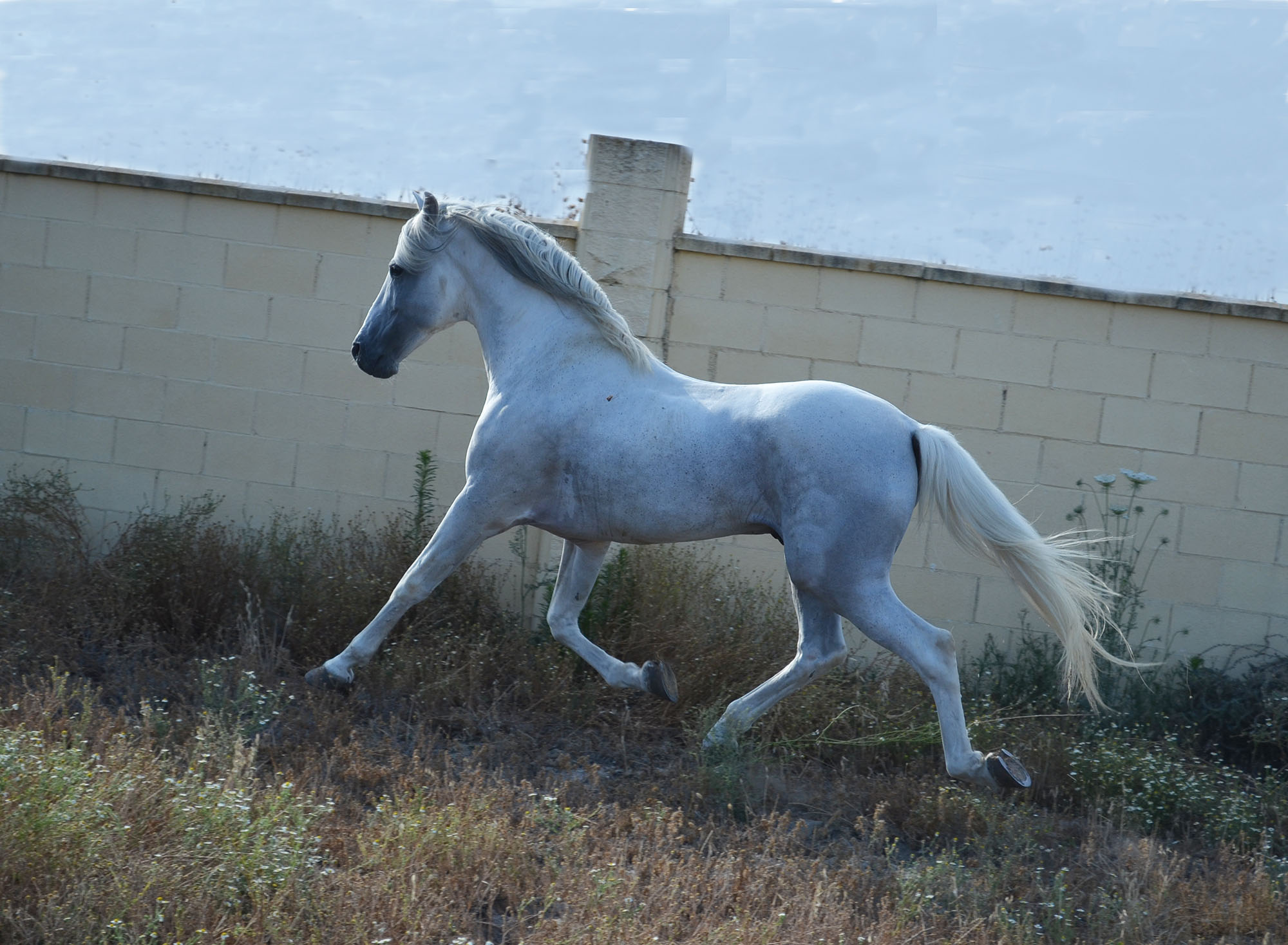 Caballo en Venta