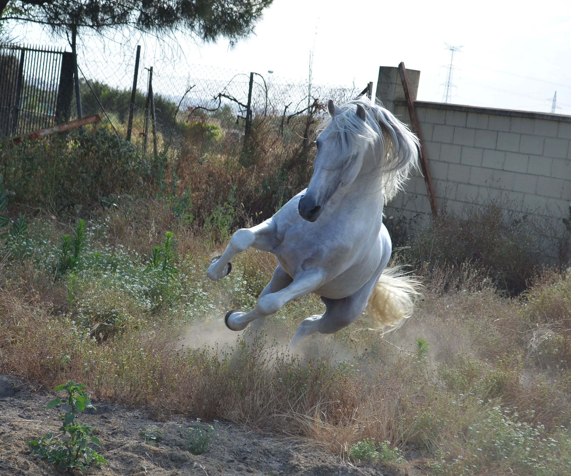 Listado de Caballos en Venta