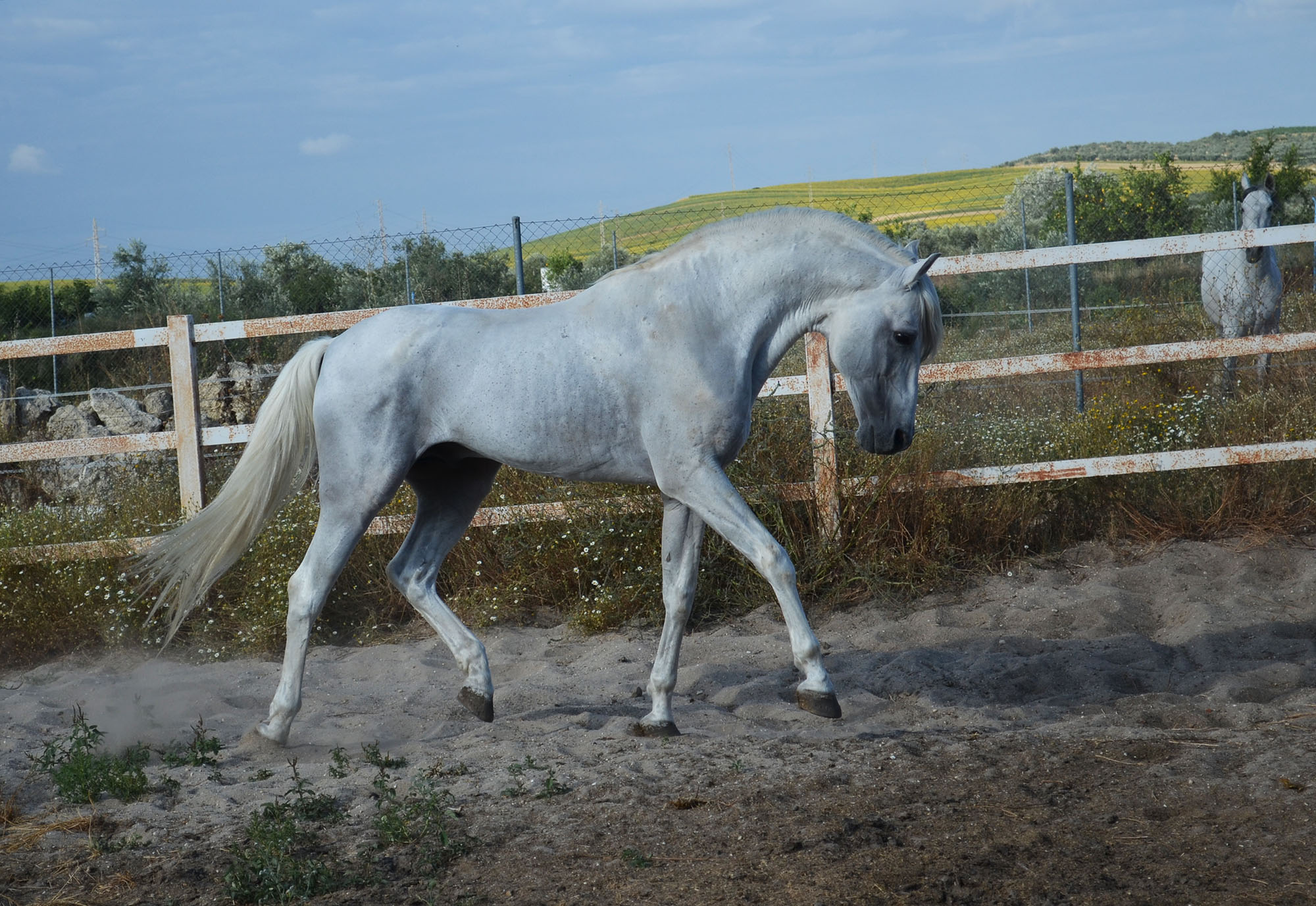 Listado de Caballos en Venta