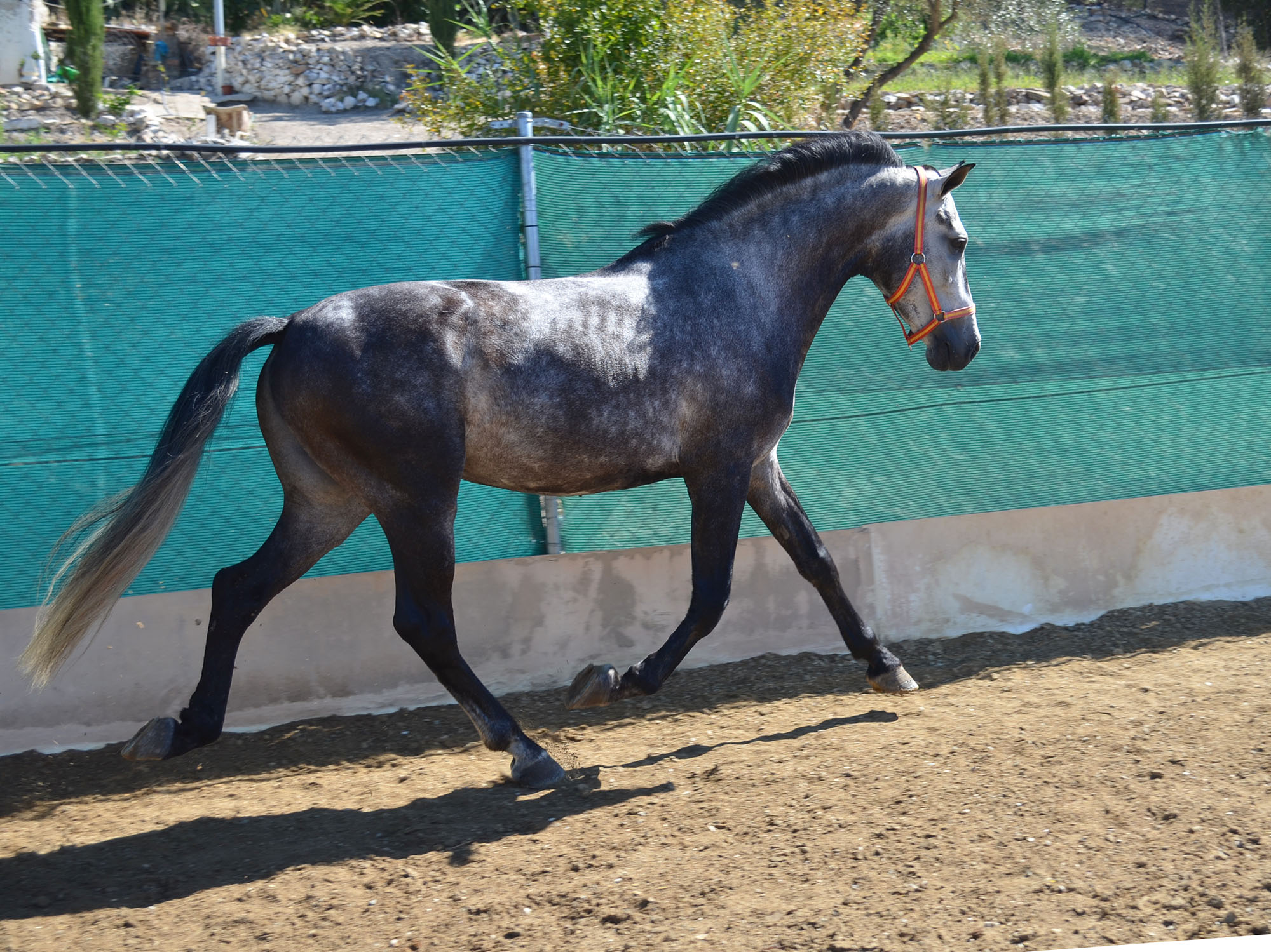 Listado de Caballos en Venta