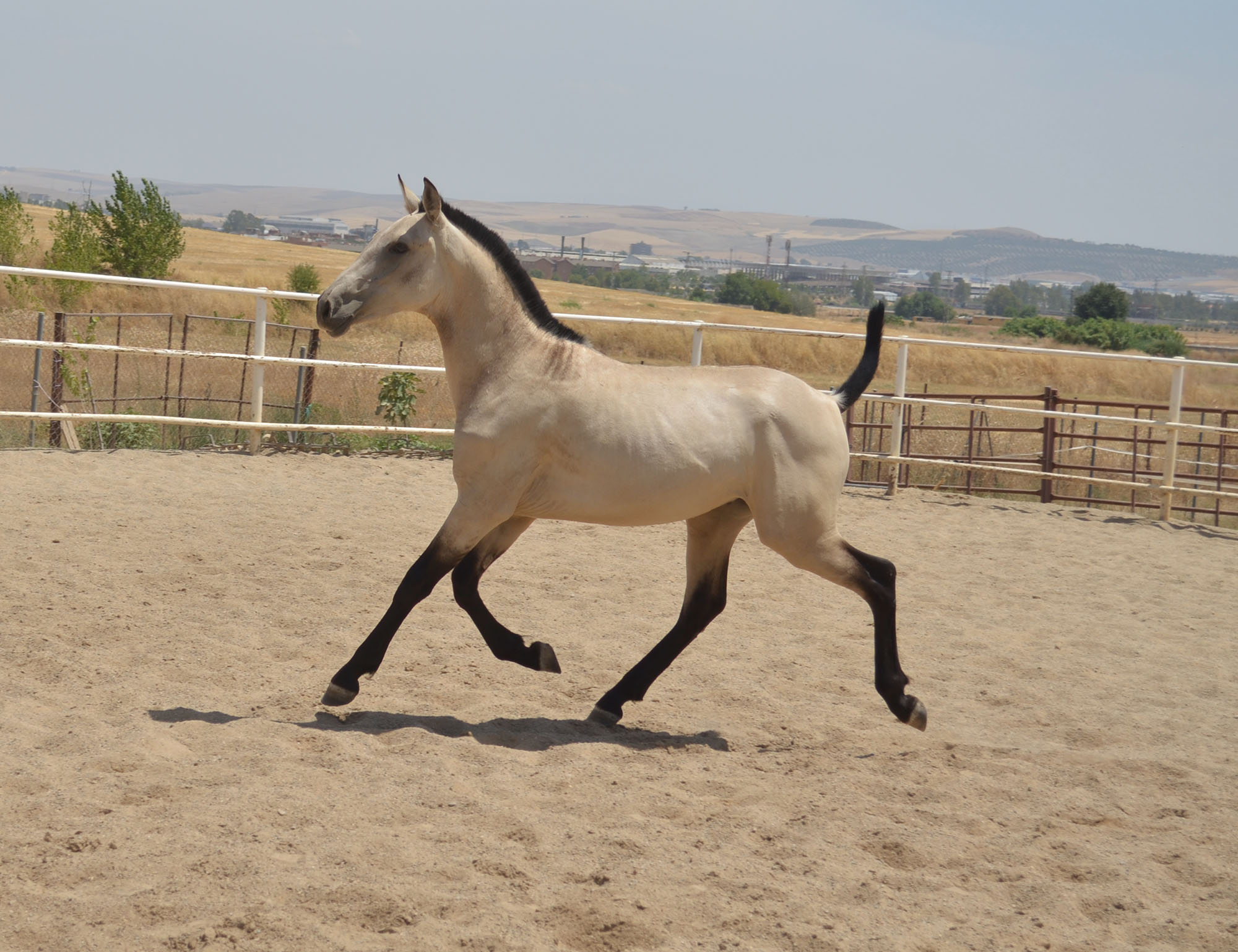 Caballo en Venta