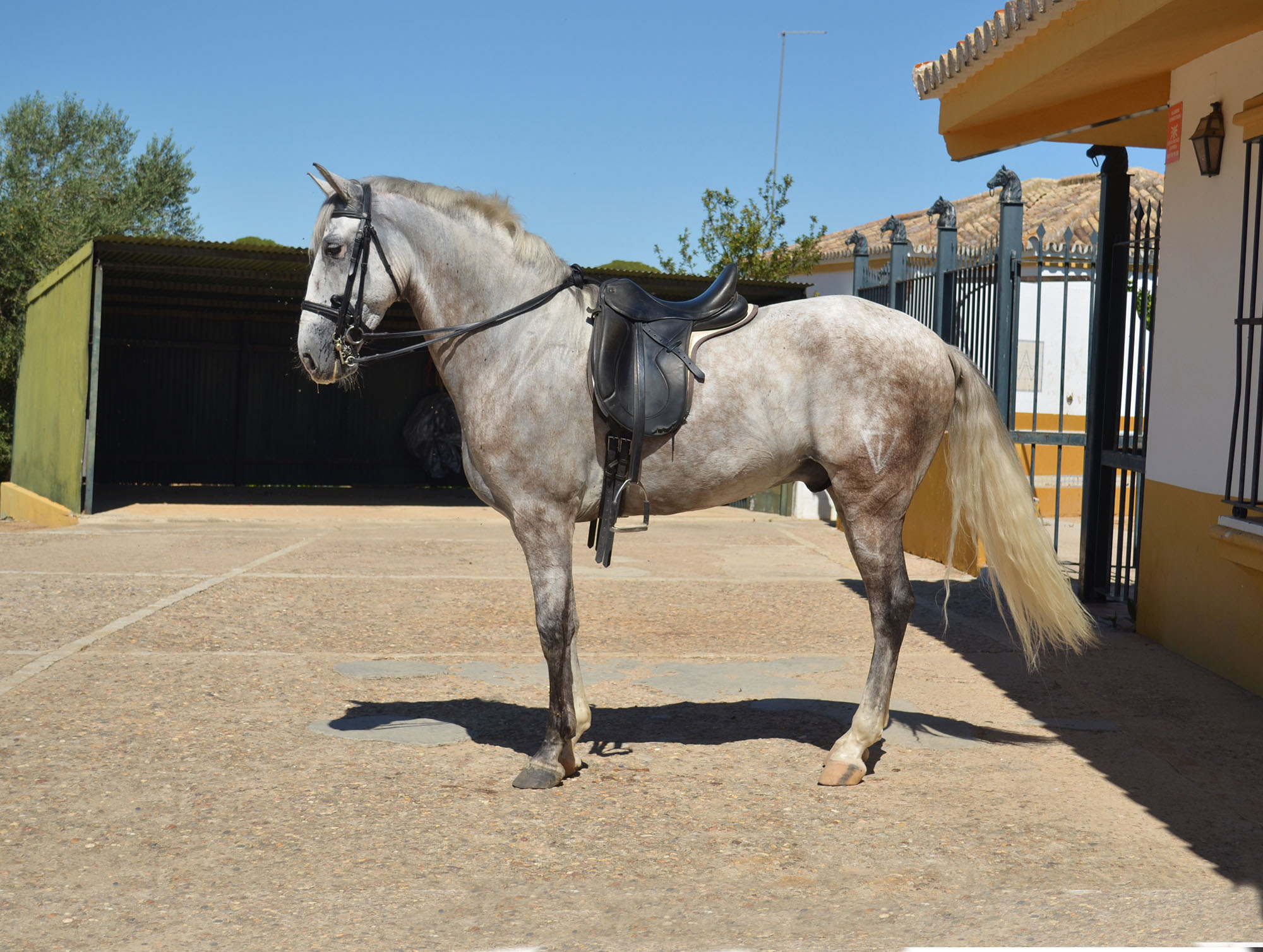 Caballo en Venta
