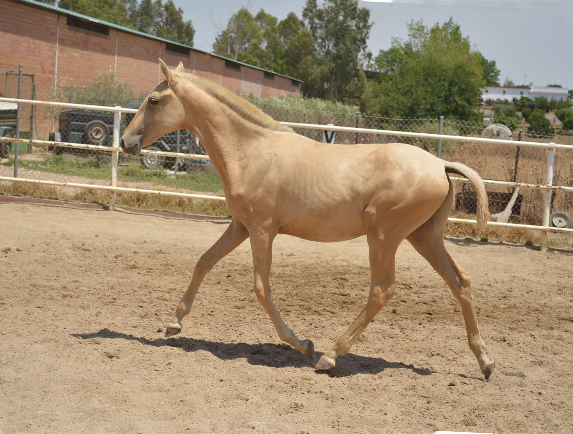 Caballo en Venta