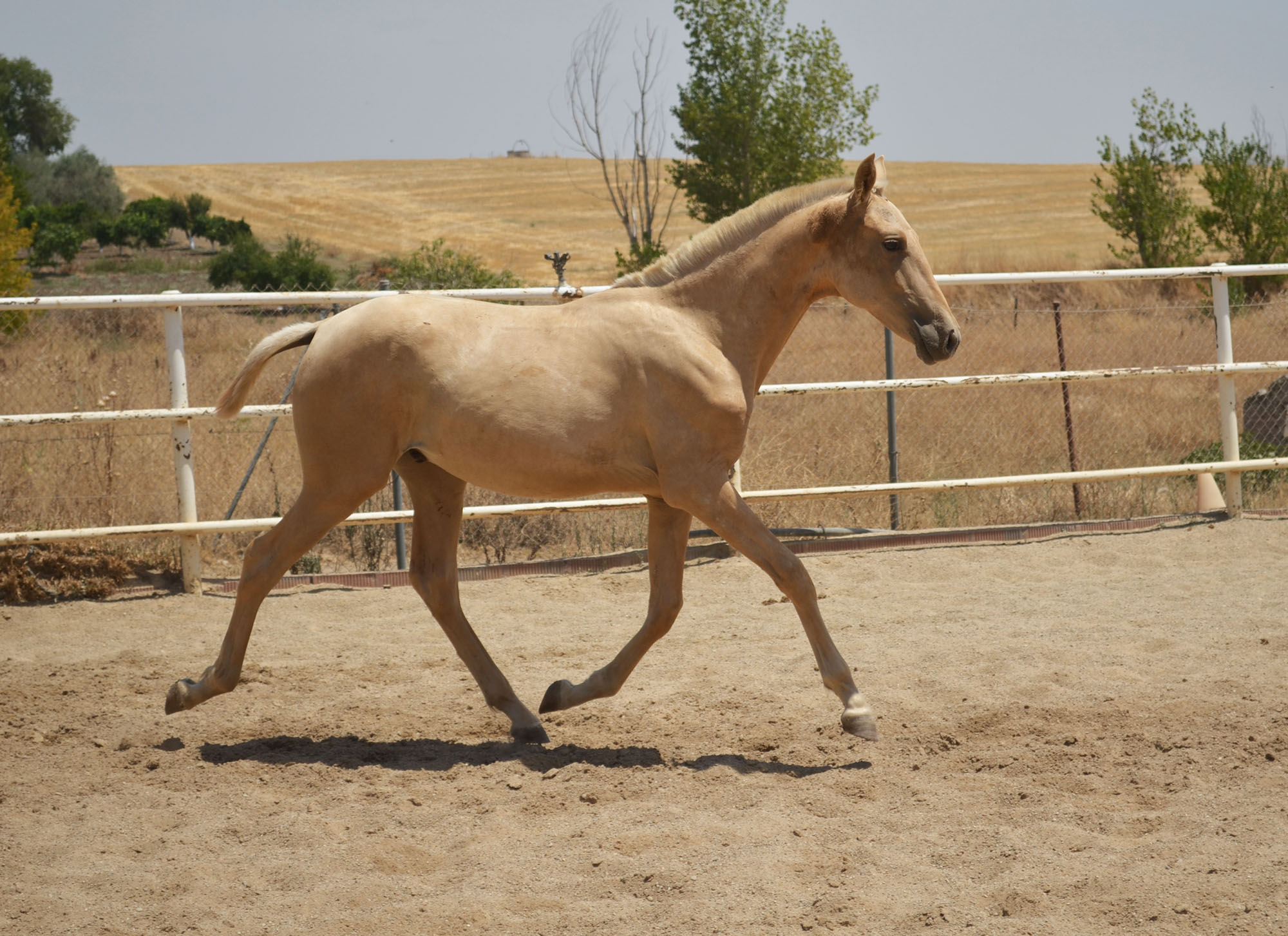 Caballo en Venta