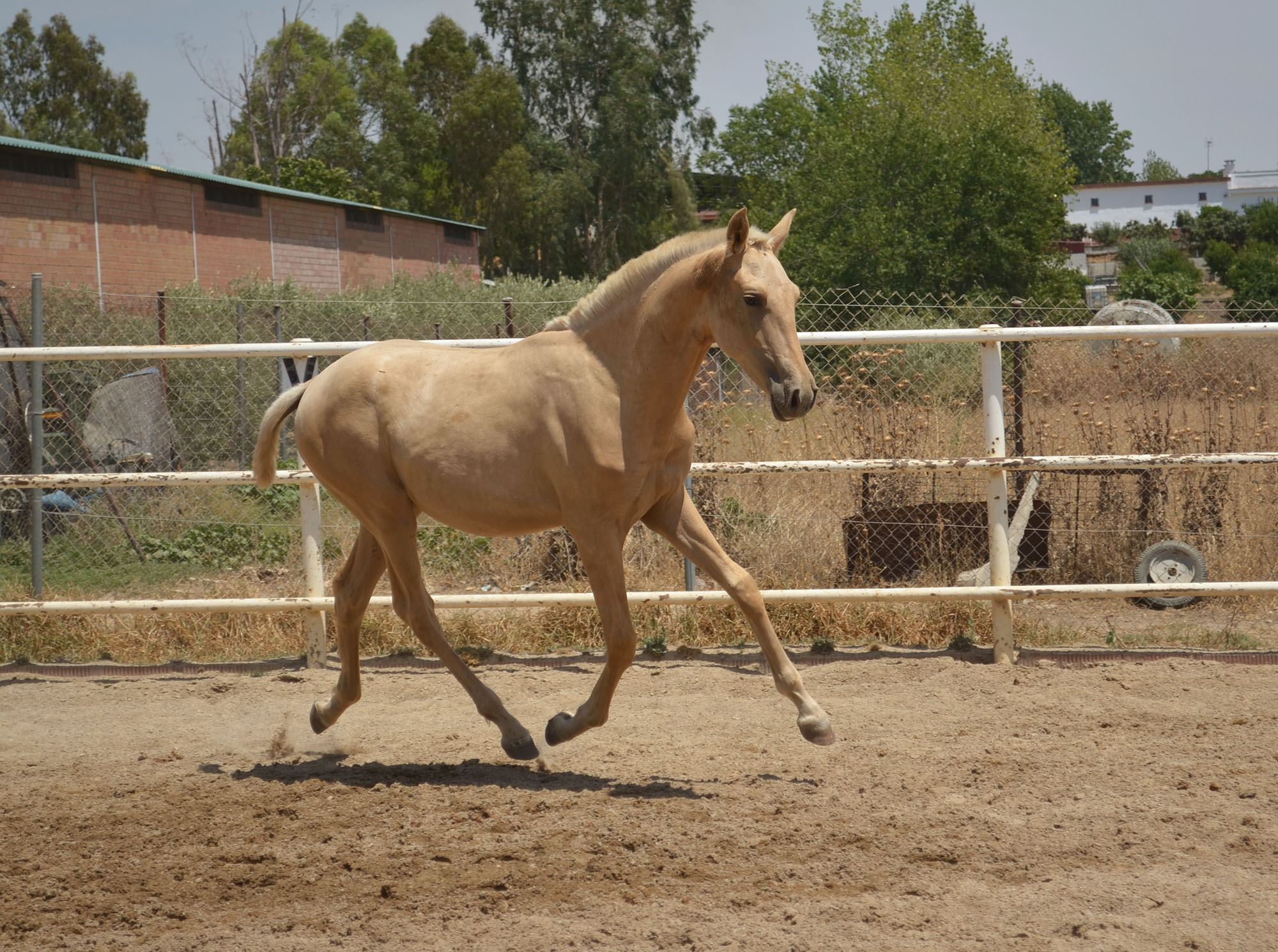 Listado de Potros en Venta