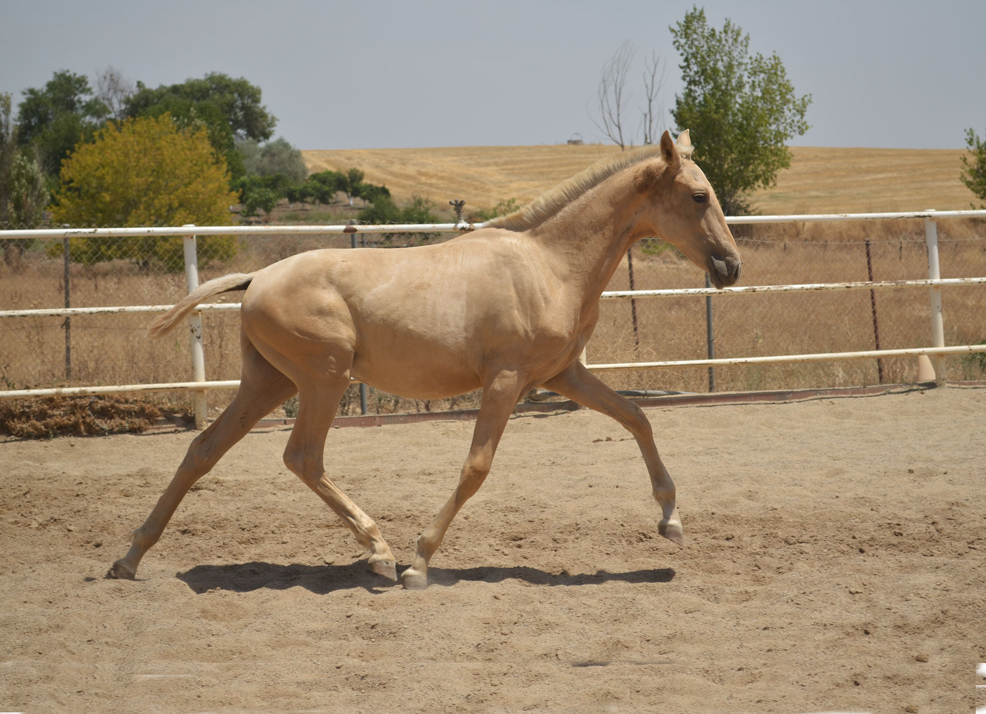Caballo en Venta