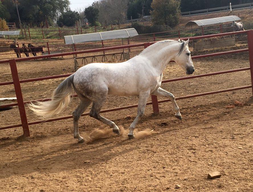 Listado de Caballos en Venta