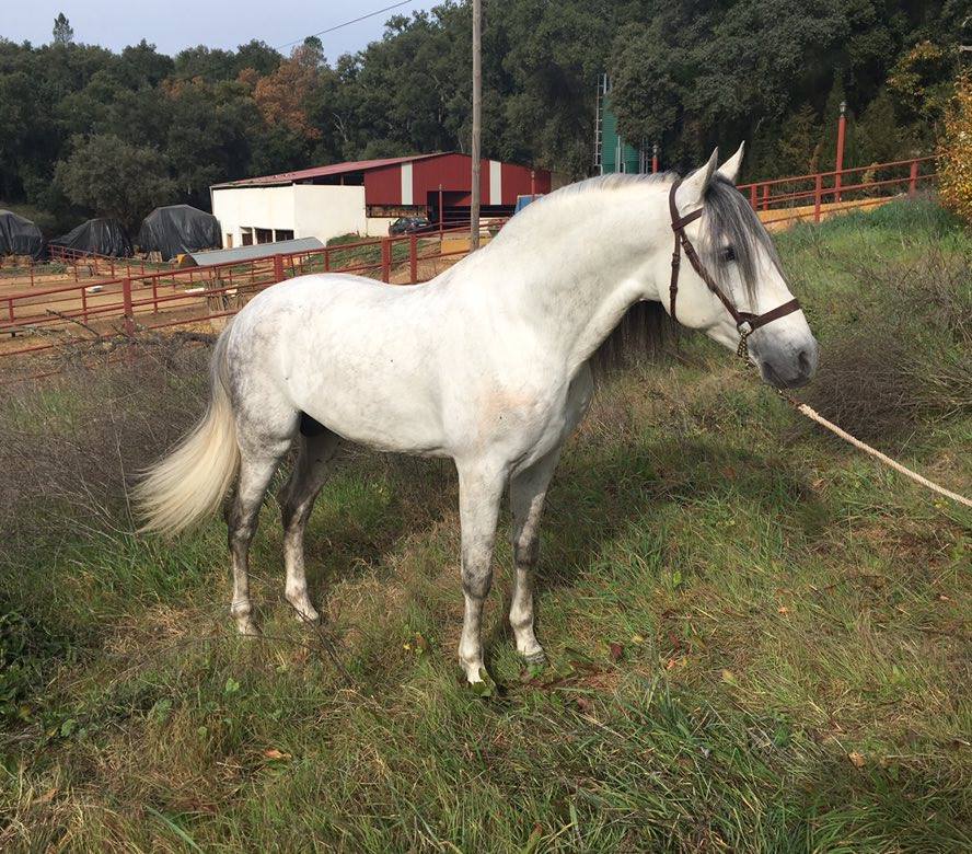 Listado de Caballos en Venta