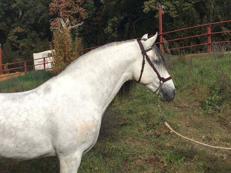 Caballo en Venta