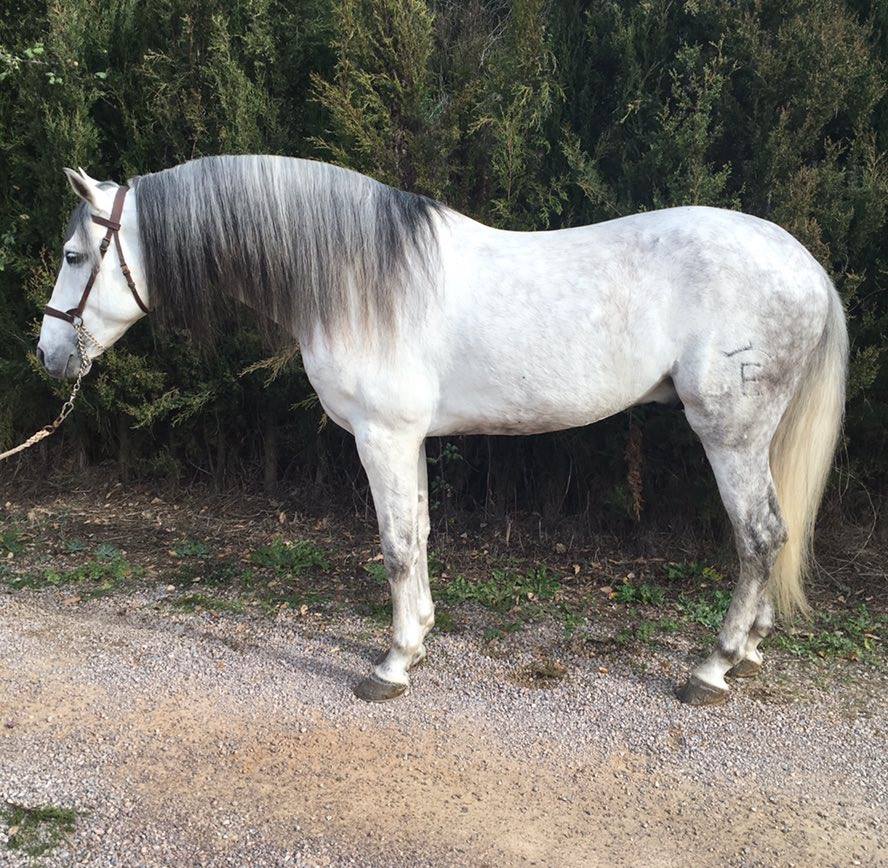 Caballo en Venta