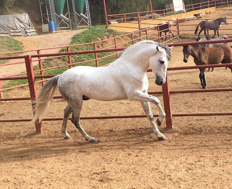 Caballo en Venta