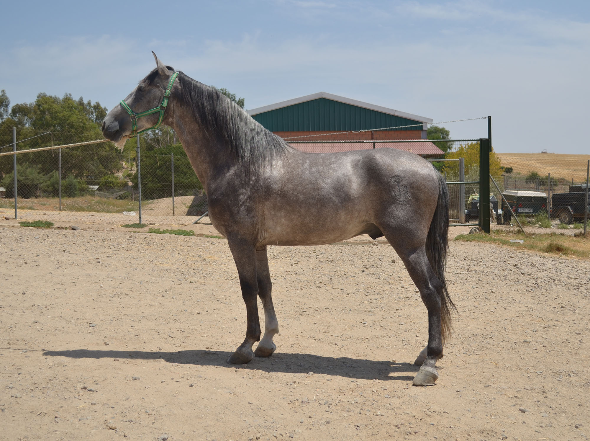 Listado de Caballos en Venta