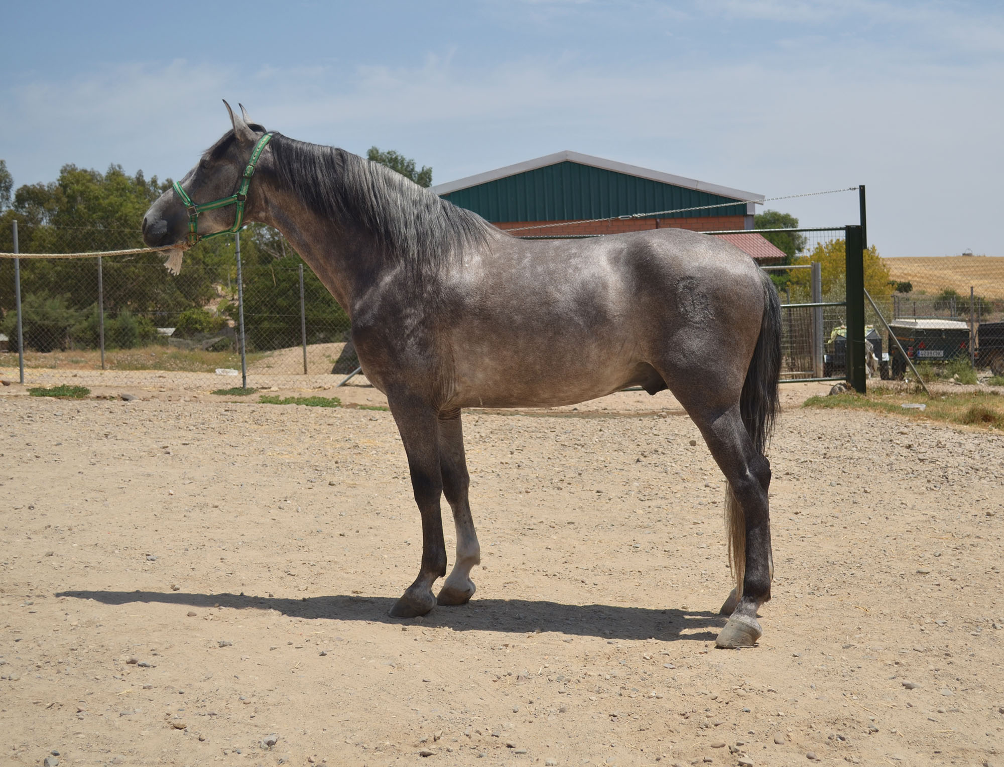 Listado de Caballos en Venta