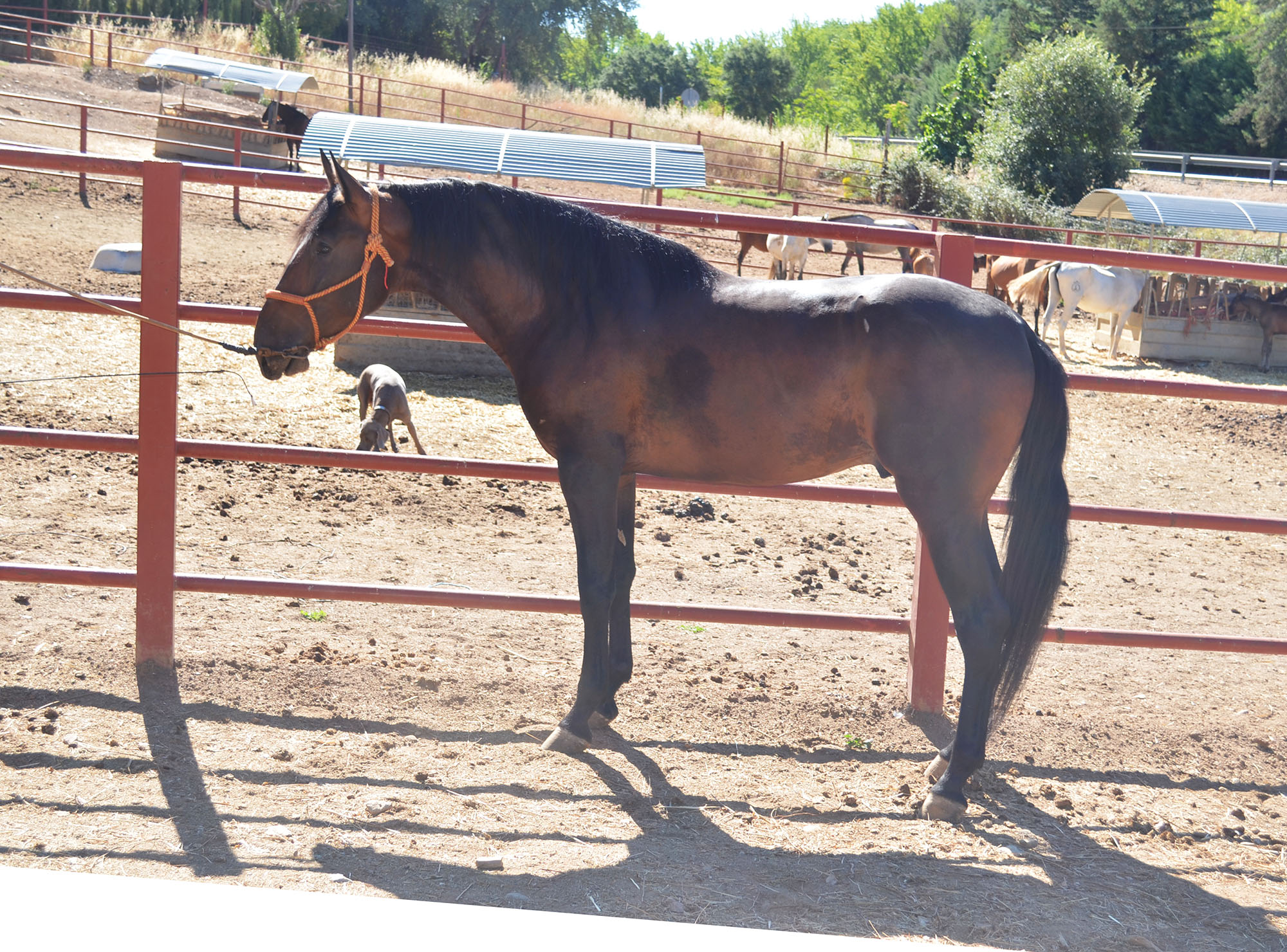 Comprar Caballo