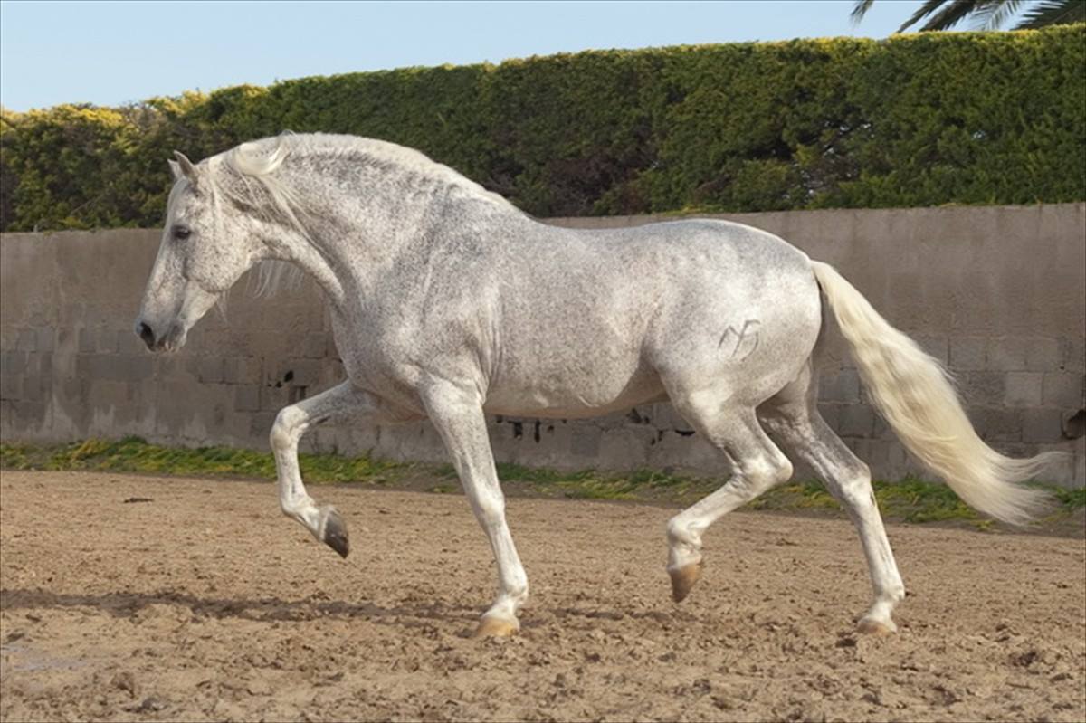 Caballo en Venta
