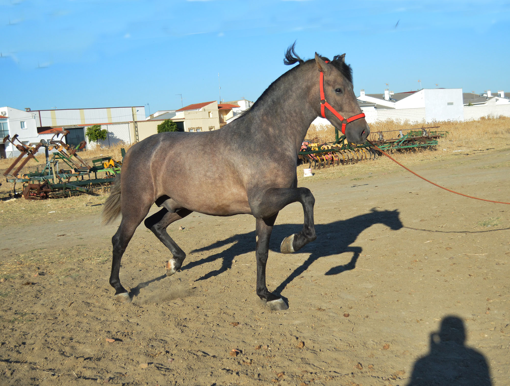 Comprar Caballo