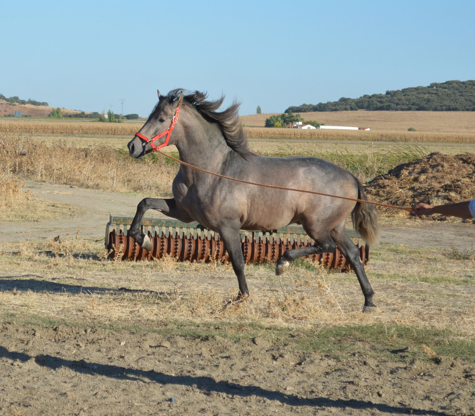 Comprar Caballo