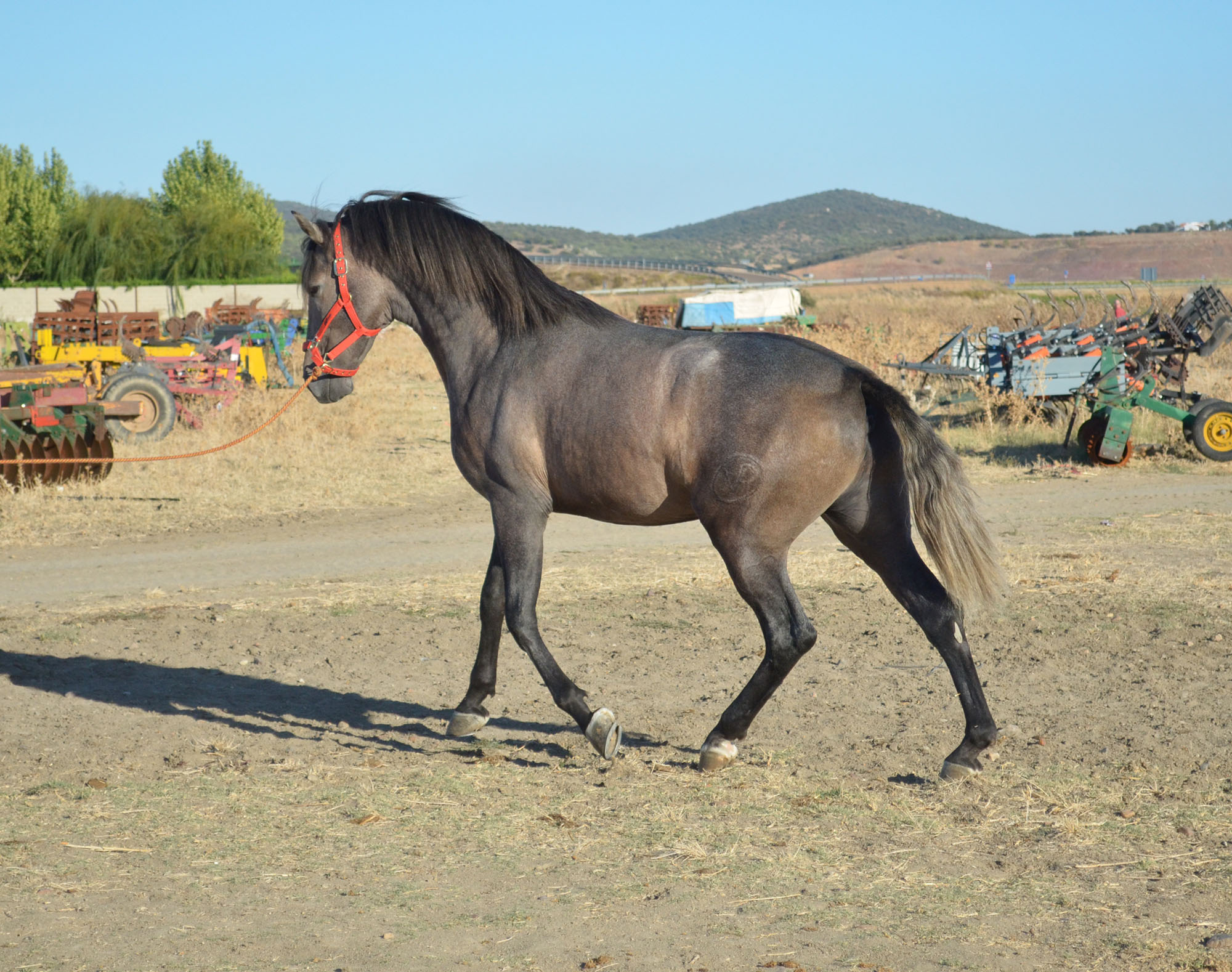 Listado de Potros en Venta